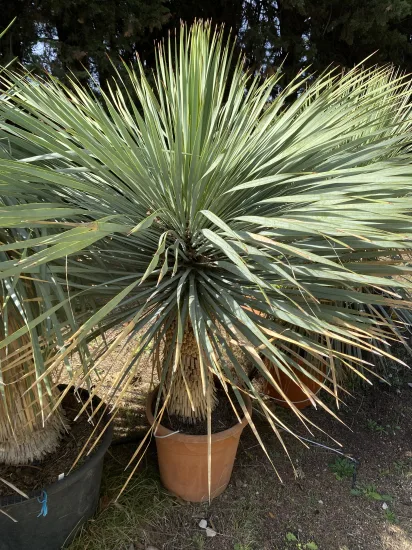 Yucca Rostrata — Pot 50L