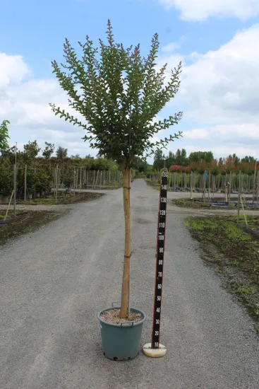 Lilas des indes 'Grand cru' — Pot 15L