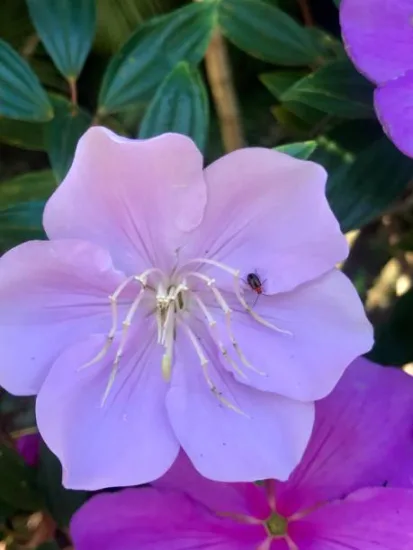 Tibouchine 'Blue moon'