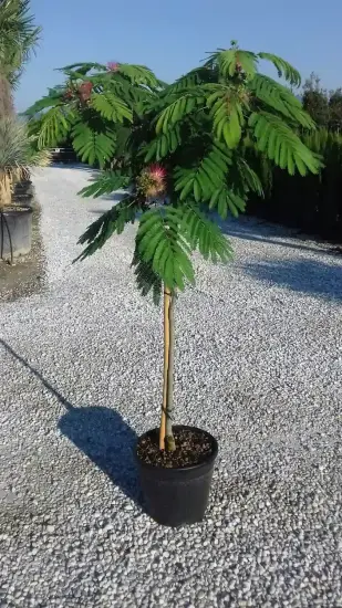 Arbre à soie Ombrella boubri (Albizia) — jeune arbre formé sur tige en pot · Pot 10L Mini-tige