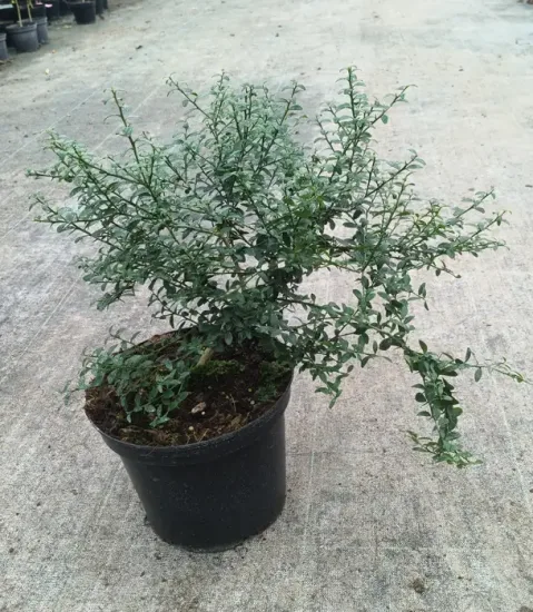 Citronnier caviar 'Pink skin' — Pot 5L Touffe
