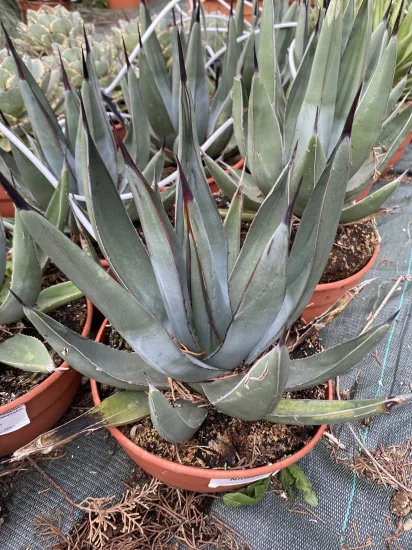 Agave à peau de requin (Agave nigra) — Pot 2.5L