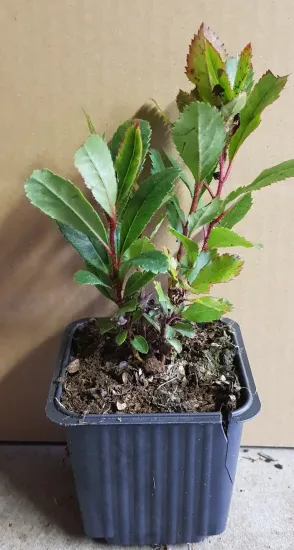 Arbousier. arbre aux fraises (Arbutus unedo) — jeune plant arbustif au feuillage vert en pot · Godet