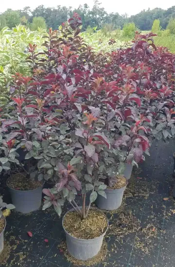 Prunier pourpre des sables (Prunus cistena) — arbuste dense au feuillage pourpre en pot · Pot 8L Touffe
