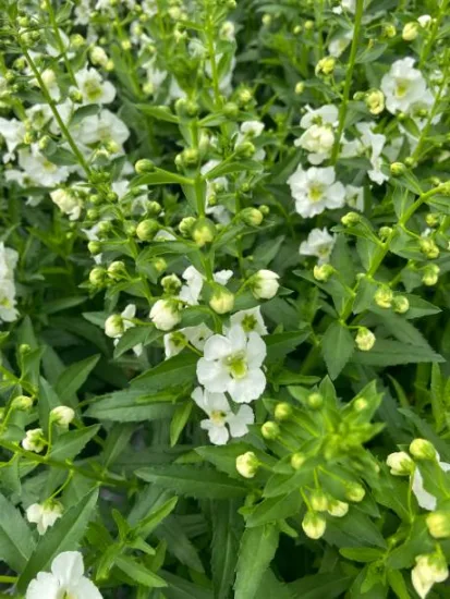 Sauge 'Lemon light'