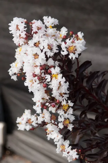 Lilas des indes 'Moonlight magic'