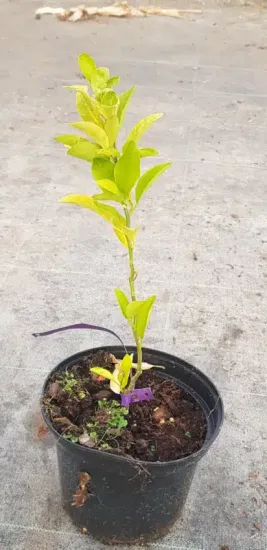 Mandarine cléopatre