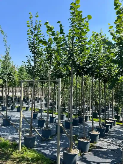 Tilleul à grandes feuilles (Tilia platyphyllos) — Pot 30L Tige 12/14