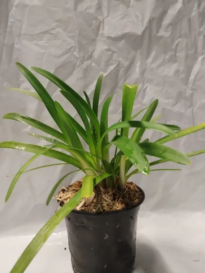 Agapanthe Africaine 'Bleu' — Pot 1L
