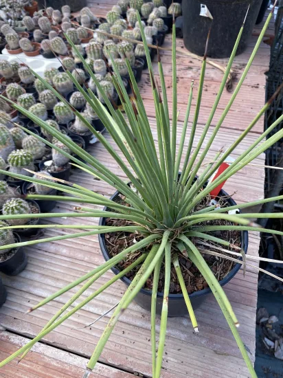 Agave à feuilles striées 'Rubra' (Agave striata) — Pot 2L