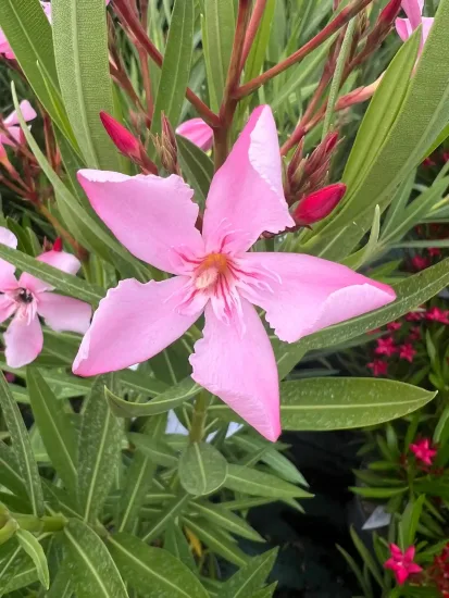 Laurier rose 'Magaly' (Nerium oleander) — gros plan sur grande fleur rose étoilée