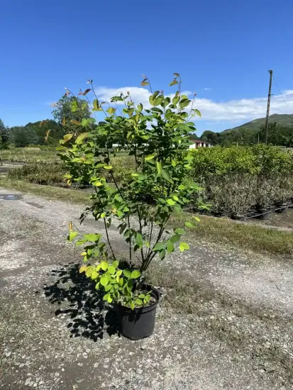 Amélanchier de lamarck — Pot 7L