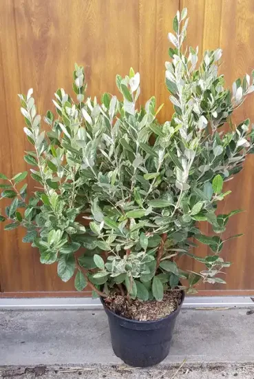 Goyavier du Brésil (Feijoa sellowiana) — grand arbuste dense en pot noir · Pot 8L Touffe