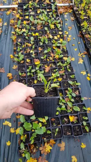 Arum blanc d'ethiopie (Zantedeschia aethiopica) — main tenant un jeune plant en godet plastique