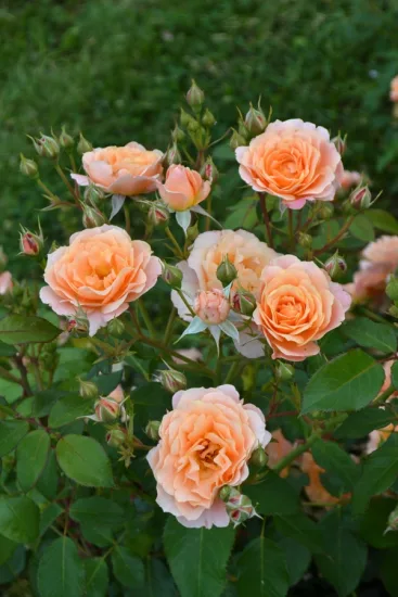 Rosier 'Bordure abricot'