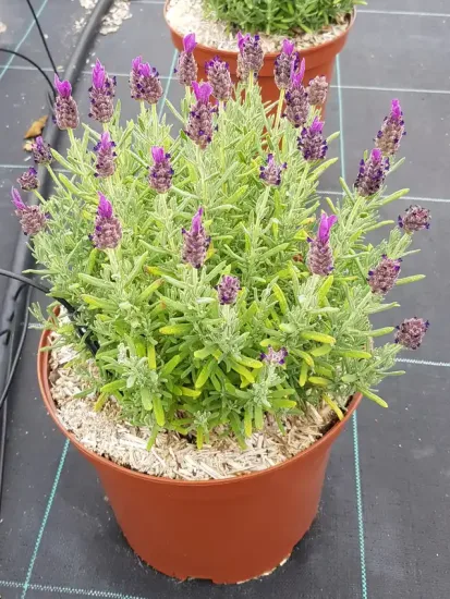 Lavande papillon (Lavandula) — touffe dense en pot avec nombreux épis fleuris · Pot 6L Touffe