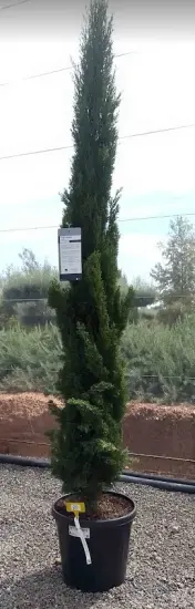 Cyprès méditerranéen 'totem' (Cupressus sempervirens) — grand conifère étroit en pot de pépinière · Pot 25L