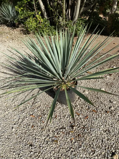 Yucca 'French flag' — Pot 10L