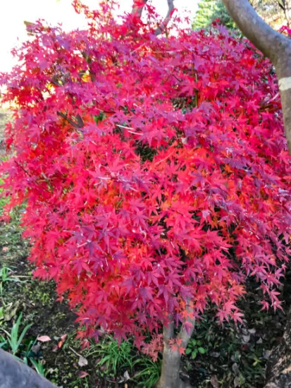Érable du japon 'Skeeter's broom rouge'