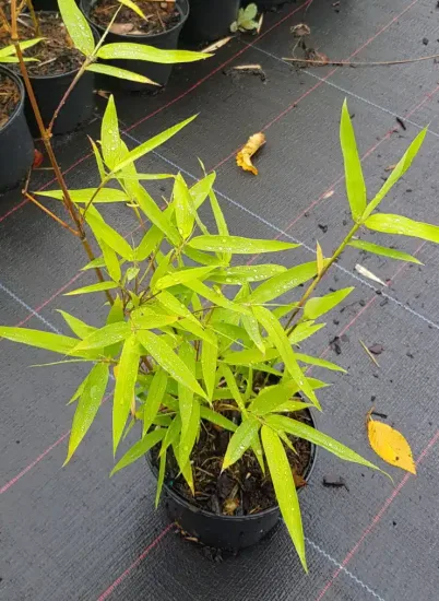 Bambou moyen, Bambou à chaumes verts — Pot 1.5L