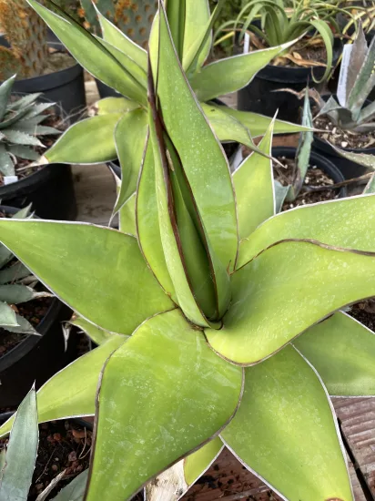 Agave chazaroi rancho — Pot 5L