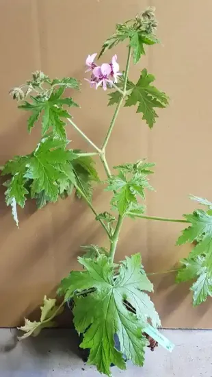 Géranium au parfum de noix de coco 'Lycée horticole de blois' — Pot 3L