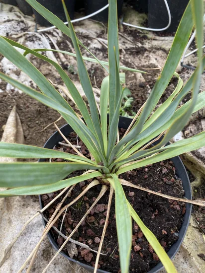 Yucca 'French flag' — Pot 5L