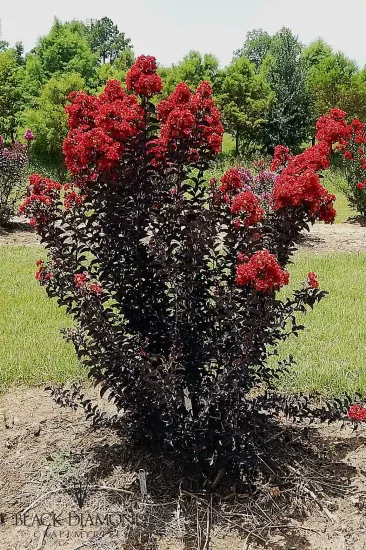 Lilas des indes 'Red hot'