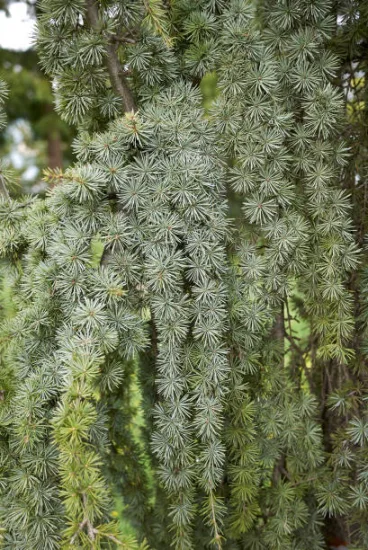 Cèdre pleureur bleu de l'atlas 'Glauca pendula'