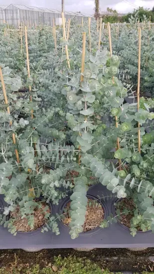 Gommier 'Baby blue' (Eucalyptus pulverulenta) — jeunes tiges dressées au feuillage rond en pot · Pot 3L