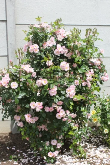 Rosier 'Utopia '