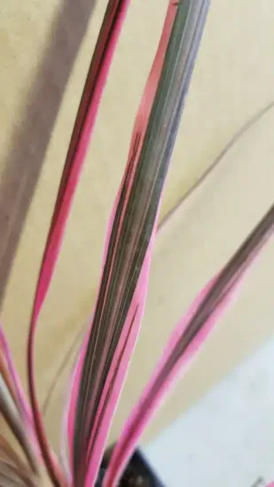 Cordyline australe 'Southern splendour'