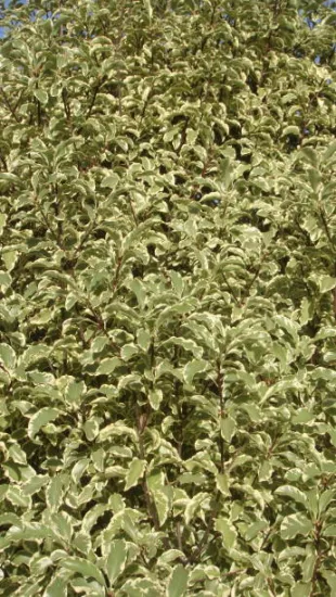 Pittospore 'Variegatum'
