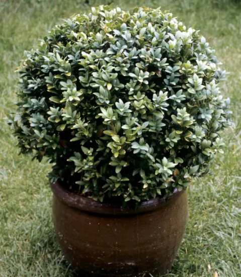 Pittospore 'Silver ball'