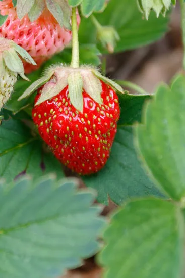 Fraisier 'Gento'