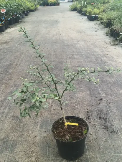 Citronnier caviar 'Faustrime' — Pot 5L Touffe