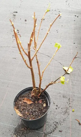 Cassissier 'Noir de bourgogne' (Ribes nigrum) — jeune arbuste à tiges nues dans pot noir · Pot 2.5L Touffe