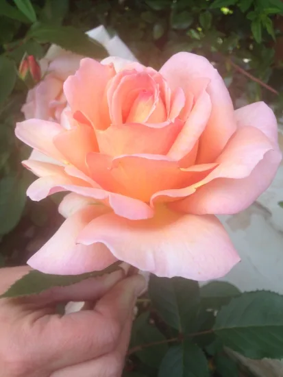 Rosier 'Belle du seigneur '