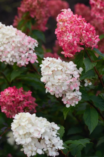 Hortensia paniculé 'Framboisine'