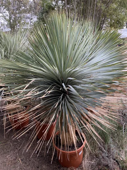 Yucca Rostrata — Pot 50L