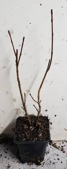Aronie à gros fruits 'Nero' (Aronia × prunifolia) — jeune plant racines nues avec tiges nues · Godet