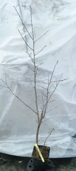 Noisetier segorbe 'Segorbe' (Corylus avellana) — jeune arbuste nu en conteneur, tiges dressées · Pot 2.5L