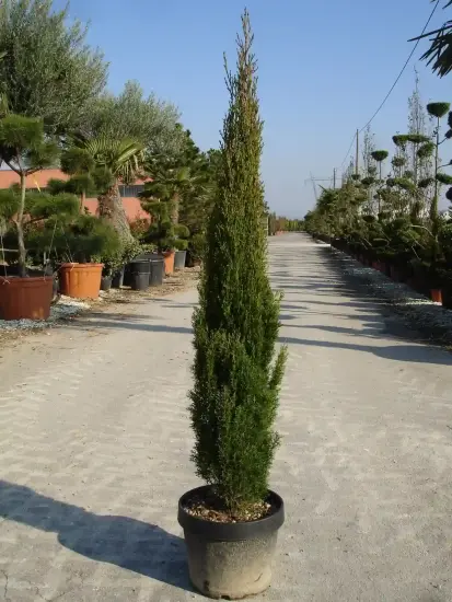 Cyprès méditerranéen 'totem' (Cupressus sempervirens) — conifère étroit en pot sur allée de pépinière · Pot 12L