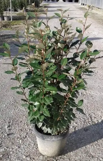 Chalef vert compact (Elaeagnus ebbingei) — arbuste au feuillage dense dans un pot noir · Pot 10L