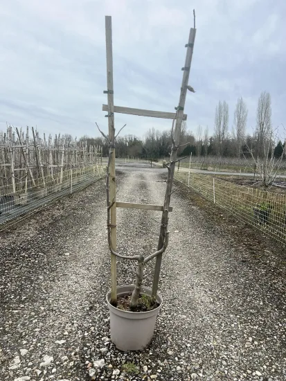 Poirier 'Louise bonne' — Pot 10L