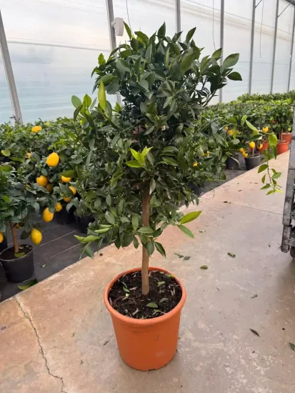 Mandarinier — Pot 20L Tige