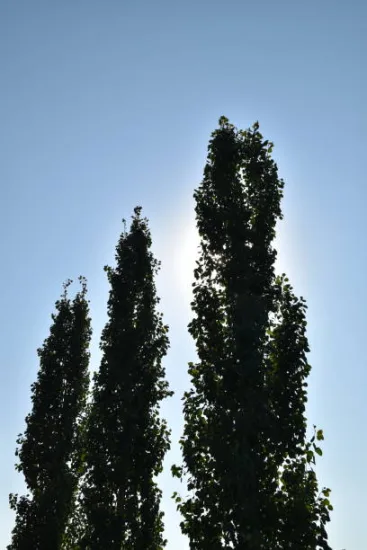 Copalme d'amérique 'Slender silhouette'