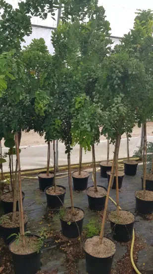 Robinier faux-acacia 'Twisty baby' (Robinia pseudoacacia) — jeunes arbres tuteurés alignés en pots noirs · Pot 8L 1/4 tige