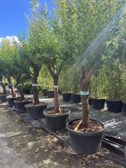 Amandier 'Texas' — Pot 250L