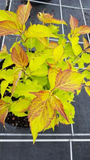 Arbre aux faisans 'Little lanterns'